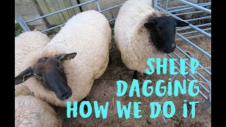 Preventing Flystrike by dagging sheep  How we do it on our smallholding [upl. by Anaidirib377]