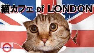 猫カフェ イギリス・ロンドンでも大人気！その贅沢な店内とは・・・ [upl. by Scharff]