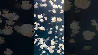 Can Jellyfish Really Glow shorts trending viralvideo [upl. by Ardel]