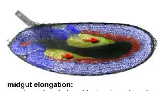 Drosophila Gastrulation [upl. by Sirac461]