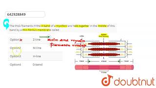 The thick filaments ih\the Aband of a myofibril are held together in the middle of this band b [upl. by Leahcimluap927]