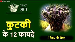 कुटकी के फायदे  PICRORHIZA KURROA BENEFITS FOR LIVER CIRRHOSIS HEPATITIS C TREATMENT IN HINDI [upl. by Orth800]