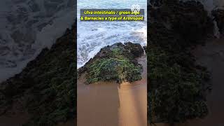 Ulva intestinalis  green alga amp Barnacles a type of Arthropod at a Beach biology shortvideo [upl. by Marguerie]