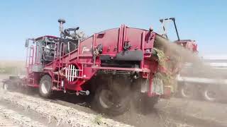 TT248 Turbo Top Onion Harvester [upl. by Danna]