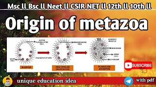 Origin of metazoa in msc zoology ll Origin of metazoa in msc zoology 1sem in hindi note ✍️msczoolog [upl. by Brink903]