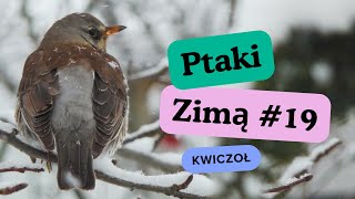 Ptaki zimą 19  Kwiczoł  Fieldfare 4K birdwatching birds ptaki [upl. by Llennahs]