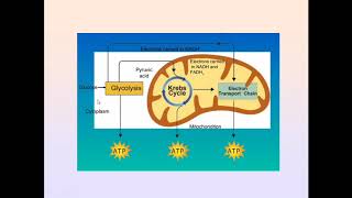 Pyruvate Dehydrogenase Complex Regulation Significance and Deficiency in Urdu Hindi  Metabolism [upl. by Eido]