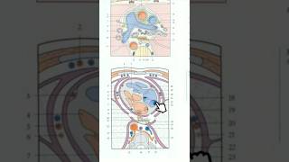 Coupe axiale du thorax T7 anatomy medecine science anatomie medicalstudent [upl. by Ydoc977]