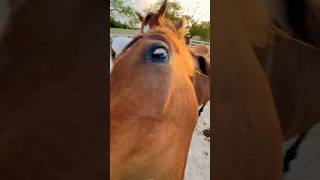 Funny Horses 😂🤪🤦‍♂️ horse horses funnyhorse animals [upl. by Hnad223]