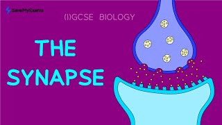 The Synapse in 2 Minutes  GCSE amp IGCSE Biology Revision 2024 [upl. by Ibok704]