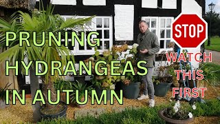 Pruning Hydrangeas in Autumn or Fall STOP WATCH THIS FIRST [upl. by Kutchins463]