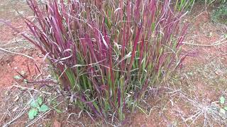 Imperata cylindrica var Red Baron [upl. by Abbotsen256]