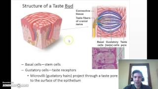 olfaction and gustation [upl. by Adnahsal]