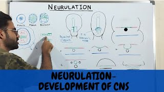 NEURULATION EMBRYOLOGY DEVELOPMENT OF CNS URDUHINDI [upl. by Aileahcim]