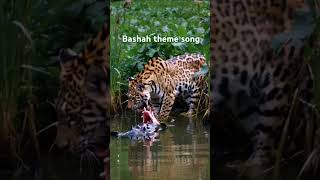 A jaguar delivers a fatal bite to caiman shorts viralvideo [upl. by Nevla229]