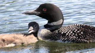 Unraveling Mysteries of the Common Loon [upl. by Zeuqram957]