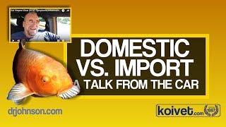 Imported versus Domestic Koi with Dr Erik Johnson [upl. by Lewak]