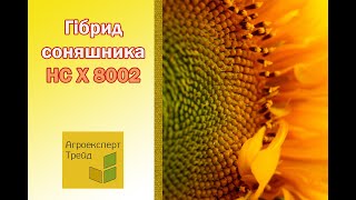 Соняшник НС Х 8002 🌻 опис гібриду 🌻  насіння в Україні [upl. by Thinia453]