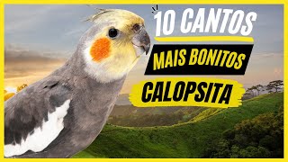 TOP 10 Cantos De quotCalopsitaquot MAIS BONITOS e MELHORES  Cockatiel Singing [upl. by Witte]