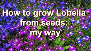 Seedlings in 7 days My way How to Grow Lobelia Plants from Seeds  Alexas Garden [upl. by Enelad]