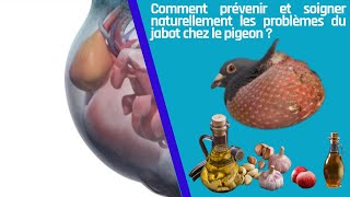 Comment prévenir et soigner naturellement les problèmes du jabot chez le pigeon [upl. by Gilges]