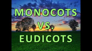 Monocots vs Eudicots [upl. by Hiram595]