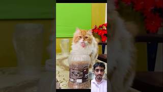 bhaari pad gya🤣😂 youtubeshorts catvideo cat catcomedy [upl. by Terencio623]