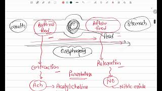 Peristalsis  Gastrointestinal Physiology  MBBS first year [upl. by Anual909]