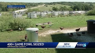 More than 400 birds seized from alleged cockfighting operation in Iowa [upl. by Akcebar]