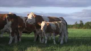 Irish Simmental The Complete Beef Breed [upl. by Marvin]