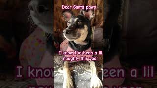 Do u think shes a good girl puppy dog puppyvideos puppylife relatablepost christmas pup [upl. by Hpesojnhoj]