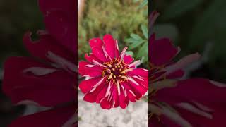 Beautiful winter flowering plant of zinnia 🌟🌟🌟 [upl. by Virendra]