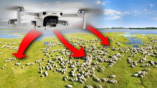 Herding Sheep with a DRONE in ICELAND  Réttir [upl. by Pournaras]