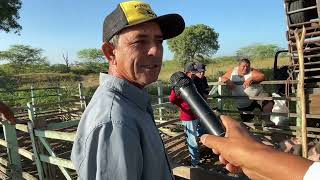 Feira de Ovelhas Bode e suínos em Senador Rui palmeira  AL 13  08  2024 nordeste [upl. by Sesom]