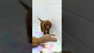 Meet My Adorable Cavapoo Your New Favorite Furball [upl. by Gold]