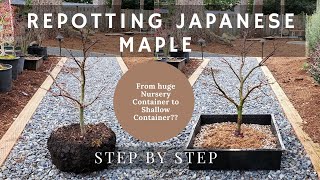 Repotting Japanese Maple from Huge Nursery Container to Shallow Container  Step By Step [upl. by Nylorac]