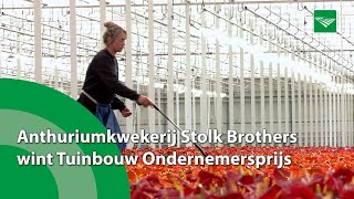 Anthuriumkwekerij Stolk Brothers blij met winnen Tuinbouw Ondernemersprijs [upl. by Anires]