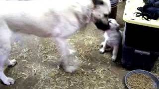 Misty Acres Farm  My Kangal Puppy  7 Weeks Old [upl. by Cissiee893]