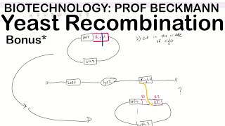 Yeast Recombination One Step vs Two Step [upl. by Comptom]