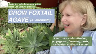 Grow Foxtail Agave A attenuata a Perfect amp Popular Succulent [upl. by Boycie]