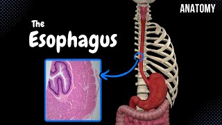 Esophagus Parts Curvatures Constrictions Layers  Anatomy [upl. by Hairem217]