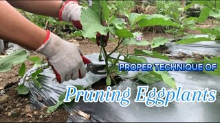 Pruning EGGPLANTS [upl. by Eiznekcm981]