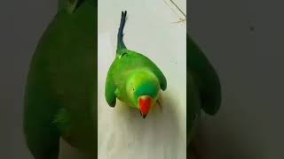 Chota bachaa song lyrics of parrot petbird trending birds perrot talkingbird shotsfeed [upl. by Jolie]