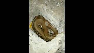 bikin panik  king cobra bersarang di toilet rumah kosong [upl. by Ykciv188]