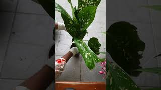 dieffenbachia propagation [upl. by Julee105]