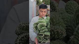 Extremely beautiful Opuntia Cylindrica Cristata dance video music plantmusic [upl. by Attey]