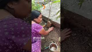 Ganna ka ped LGA rhi hu chhathpuja food cooking bhojpurimusic [upl. by Aileahcim]