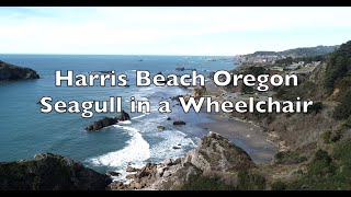 Harris Beach Oregon  Seagull in a Wheelchair [upl. by Atterahs938]