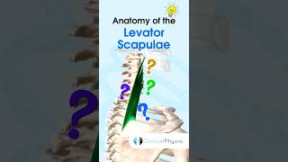 Levator Scapulae physicaltherapy physiotherapy anatomy levatorscapulae muscle [upl. by Inatsed]