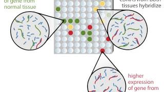 DNA Microarray [upl. by Dami]